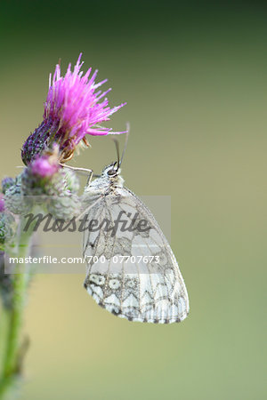 Close-up of Marbled White Butterfly (Melanargia galathea) on Creeping Thistle (Cirsium arvense) Blossom in Meadow in Early Summer, Bavaria, Germany