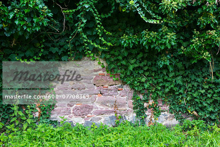 Stone Wall with Ivy (Hedera helix), Hesse, Germany