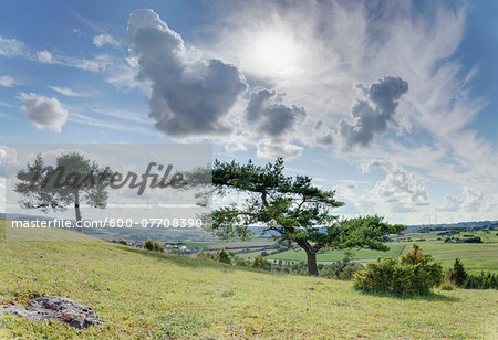 Landscape with Scots Pine (Pinus sylvestris) in Late Summer, Upper Palatinate, Bavaria, Germany