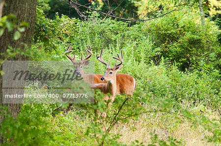Whitetail Deer Buck In Velvet standing in the woods.