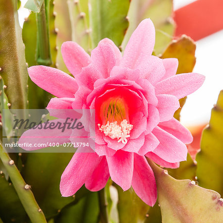 Red and purple cactus flower