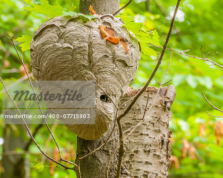 Bald-faced Hornets Hive hanging from a tree branch in the woods.