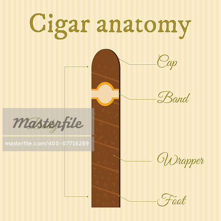 anatomy of a cigar on striped background