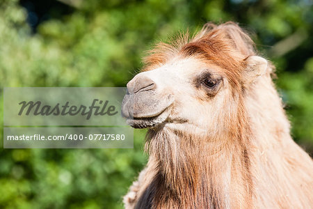 Portrait of Camel in ZOO Liberec
