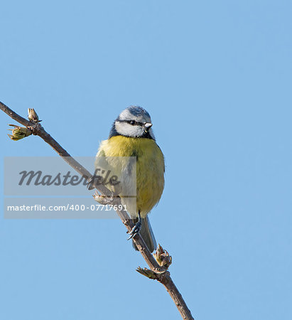 Adult Blue Tit in spring sunshine