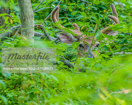 Whitetail Deer Buck In Velvet standing in the woods.