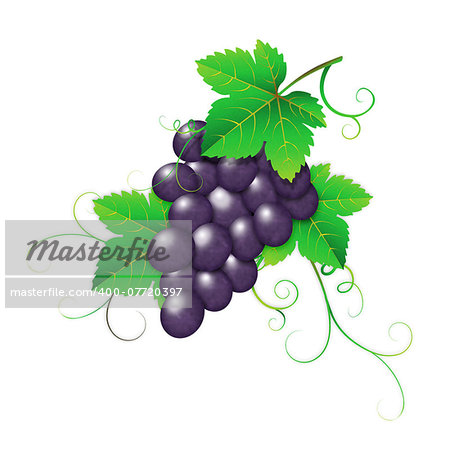 Fresh dark grape with green leaves on white background.
