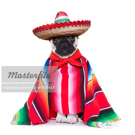 mexican dog with sombrero and a big poncho