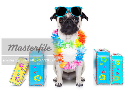 pug dog looking so cool with fancy sunglasses  and lots of bags