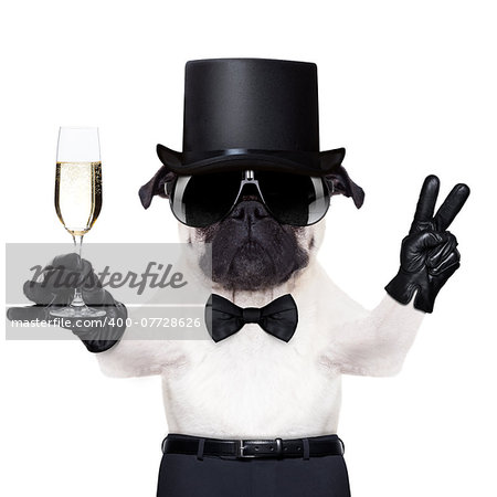 pug with a  champagne glass and victory or peace fingers toasting for new year wearing a black hat