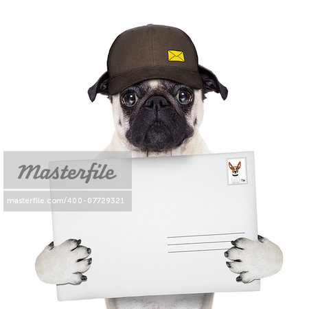 postman pug  dog delivering a big white blank empty envelope