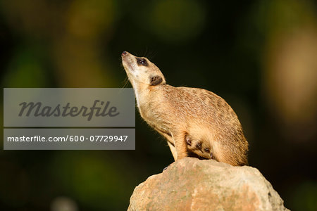 Close-up of Meerkat (Suricata suricatta) in Summer, Bavaria, Germany