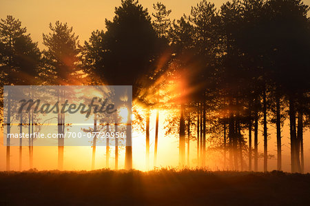 Sunrise through Misty Forest