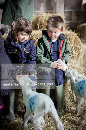 Two children bottle feeding new-born lambs in the lambing shed.