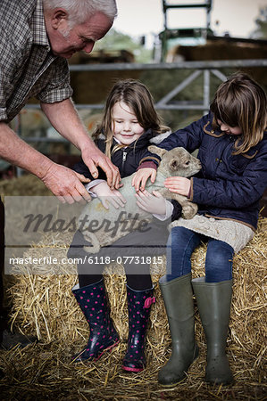 Children and new-born lambs in a lambing shed.