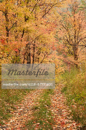 Maple and aspen trees in full autumn foliage in woodland.