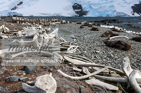 Whales bones strewn on the beach, and fur seals on the shore.