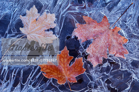 A maple leaf in autumn colours on ice.