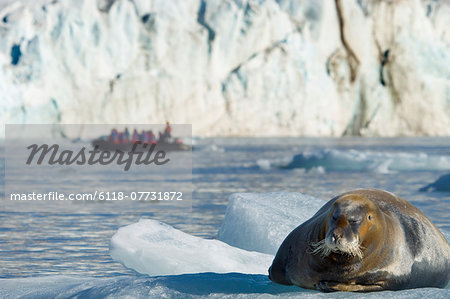 A large bearded seal on the ice, and a zodiac inflatable boat full of passengers on the water.