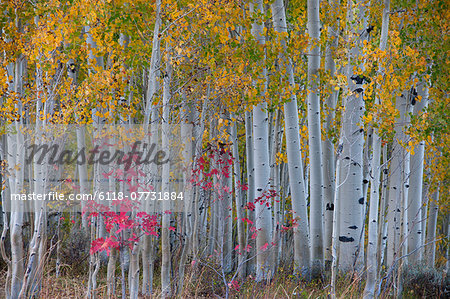 Maple and aspen trees in the national forest of the Wasatch mountains. White bark and slender tree trunks.