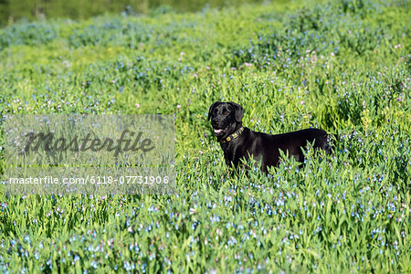 A black Labrador dog in tall meadow grass.