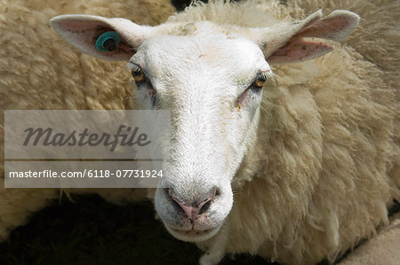 Sheep in a pen on a farm.