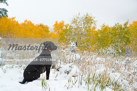 A black Labrador dog in snow.