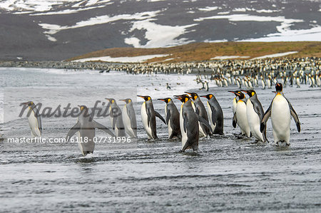 A group of king penguins, Aptenodytes patagonicus on South Georgia Island.