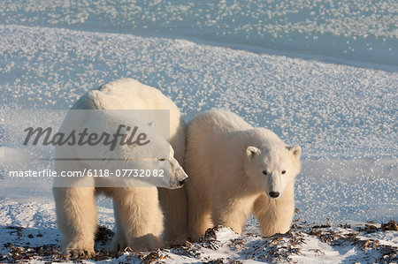 Two polar bears side by side on a snowfield in Manitoba.