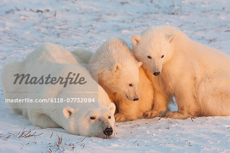 A polar bear family, one adult and two cubs in the wild, on a snowfield at sunset.