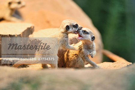 Close-up of meerkat or suricate (Suricata suricatta) youngsters in summer, Bavaria, Germany