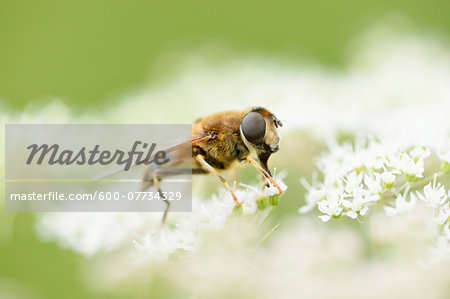 Close-up of a marmalade hoverfly (Episyrphus balteatus) on a blossom in summer, Upper Palatinate,