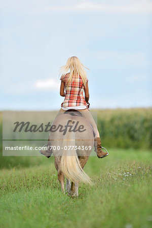 Backview of a young woman riding a Haflinger horse in a field in summer, Upper Palatinate, Bavaria, Germany