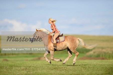Young woman riding a haflinger horse in a field in summer, Upper Palatinate, Bavaria, Germany