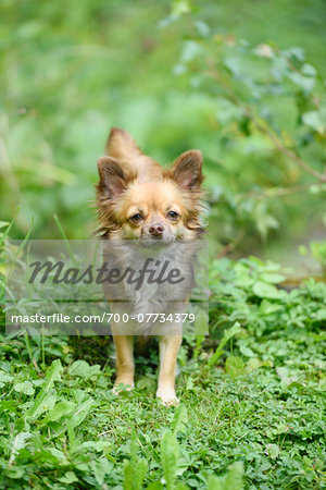 Close-up of a chihuahua dog in a garden in summer, Upper Palatinate, Bavaria, Germany