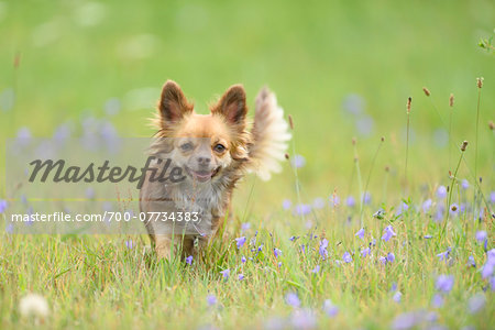 Close-up of a chihuahua dog in a flower meadow in summer, Upper Palatinate, Bavaria, Germany