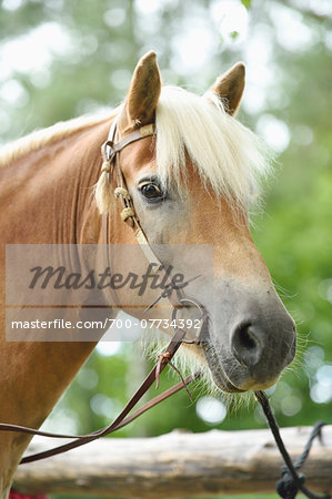 Close-up portrait of a Haflinger horse in summer, Upper Palatinate, Bavaria, Germany