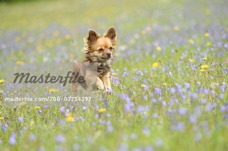 Portrait of a chihuahua dog running in a flower meadow in summer, Upper Palatinate, Bavaria, Germany