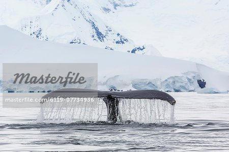 Humpback whale (Megaptera novaeangliae), flukes-up dive in the Enterprise Islands, Antarctica, Polar Regions