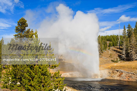 Eruption of Riverside Geyser, Firehole River, Upper Geyser Basin, Yellowstone National Park, UNESCO World Heritage Site, Wyoming, United States of America, North America