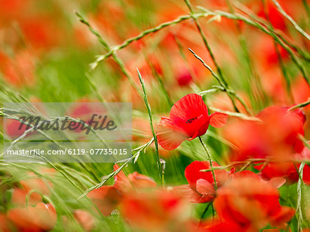 Poppy field, Figueres, Girona, Catalonia, Spain, Europe