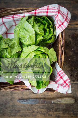 Lettuces on a tea towel in a basket