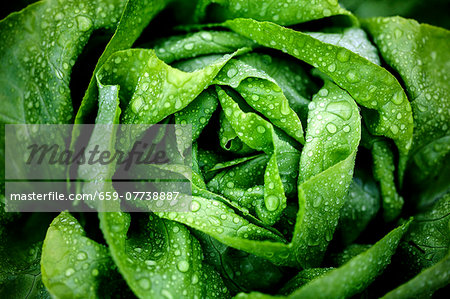 A freshly washed lettuce (seen from above)