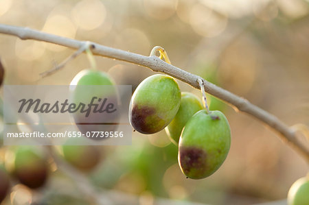 Semi-ripe olives hanging on a sprig