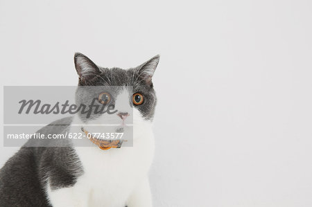 British short hair cat on white background