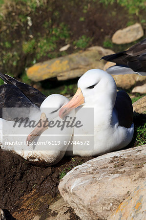 Black-browed albatross (Thalassarche melanophrys) bonding behaviour at nest, the Neck, Saunders Island, Falkland Islands, South America