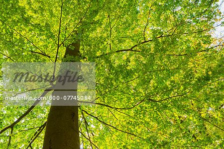 Low Angel View of European Beech Tree (Fagus sylvatica), Nature Park, Spessart, Bavaria, Germany