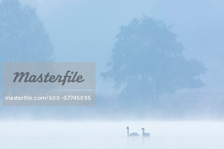 Mute Swans (Cygnus olor) on Misty Lake, Saxony, Germany