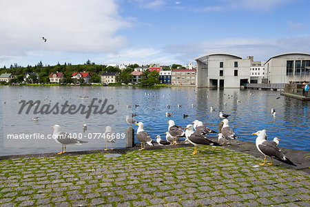 seagulls near a pond in the center of Reykjavik