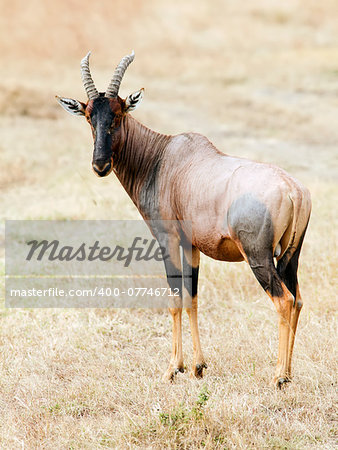 A topi (Damaliscus korrigum) on the Masai Mara National Reserve safari in southwestern Kenya.